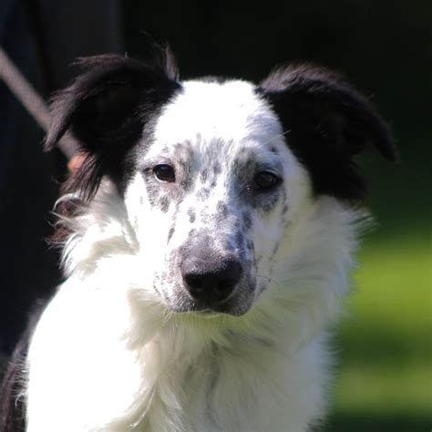 Border collie rescue midwest. Things To Know About Border collie rescue midwest. 